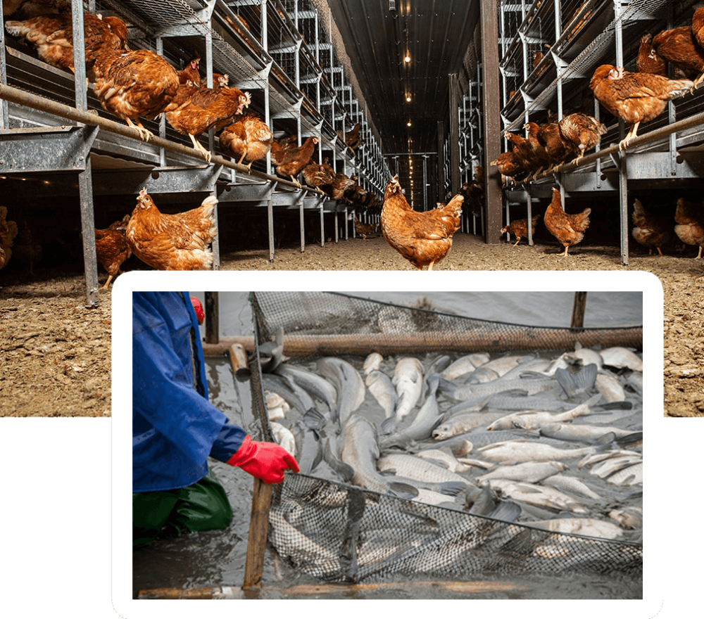 Animal Welfare Courses Advancing Education And Implementation Of animal-welfare-courses-advancing-education-and-implementation-of