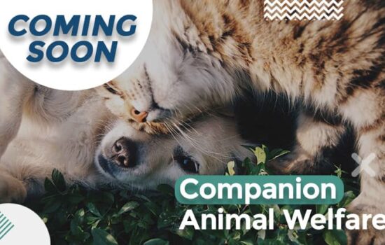 Companion Animal Welfare