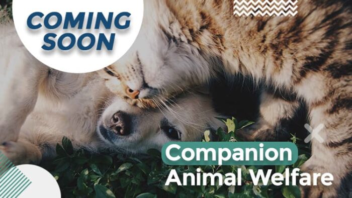 Companion Animal Welfare