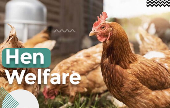 Hen Welfare