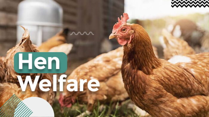 Hen Welfare