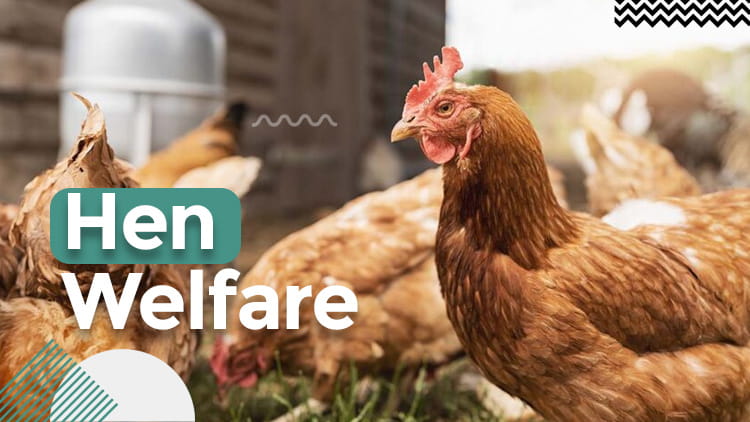 ANIMAL-WELFARE-COURSES-hen-welfare