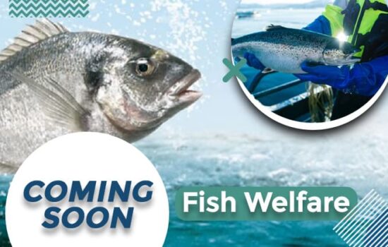 Fish Welfare